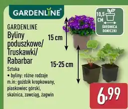 ALDI Byliny poduszkowe/fruskawki/Rabarbar oferta
