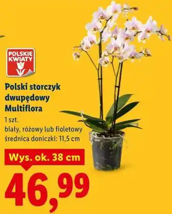 Lidl Polski storczyk dwupędowy Multiflora oferta