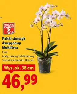 Lidl Polski storczyk dwupędowy Multiflora - biały, różowy lub fioletowy oferta