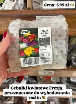 Dino Cebulki kwiatowe frezja pełna mix oferta