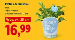 Lidl Rośliny doniczkowe, różne rodzaje oferta