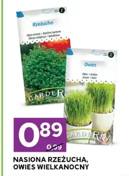 Stokrotka Owies wielkanocny nasiona oferta
