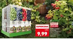 Kaufland Krzew owocowy Gardenic oferta