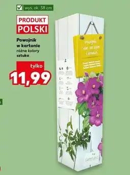 Kaufland Powojnik Ok oferta