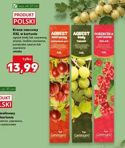 Kaufland Krzew owocowy Ok oferta
