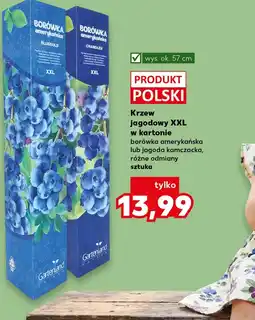 Kaufland Krzew borówki Polski oferta