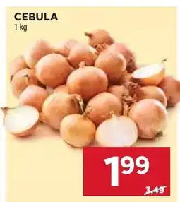 Stokrotka Cebula oferta