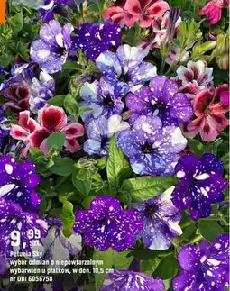 OBI Petunia sky wybór odmian o niepowtarzalnym wybarwieniu płatków oferta
