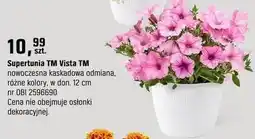 OBI Supertunia TM Vista TM nowoczesna kaskadowa odmiana, różne kolory oferta