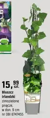 OBI Bluszcz irlandzki zimozieleone pnącze oferta
