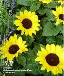 OBI Słonecznik odmiana miniaturowa oferta