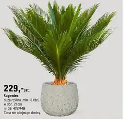 OBI Palma Sagowiec oferta