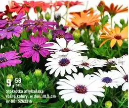OBI Stokrotka afrykańska różne kolory oferta