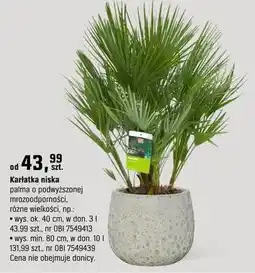 OBI Palma Karłatka niska oferta