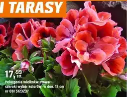 OBI Pelargonia wielkokwiatowa różne kolory oferta