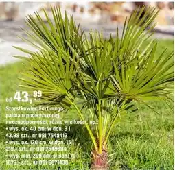 OBI Palma Szarstkowiec Fortunego oferta