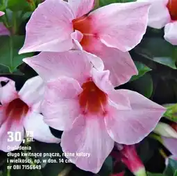 OBI Roślina Dipladenia oferta