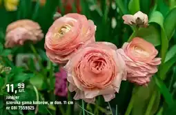 OBI Jaskier szeroka gama kolorów oferta