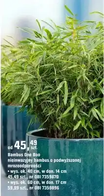 OBI Bambus One Boo nieinwazyjny bambus o podwyższonej mrozoodporności oferta