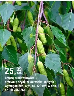 OBI Brzoza brodawkowata drzewo o szybkim wzroście i małych wymaganiach oferta