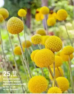 OBI Kraspedia kulista wyjaśkowy wygląd kulistych kwiatostanów oferta