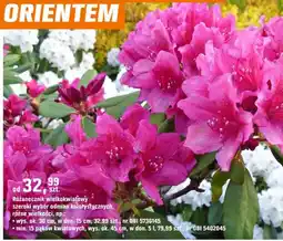 OBI Rododendron wielokwiatowy szeroki wybór odmian kolorystycznych, różne wielkości oferta