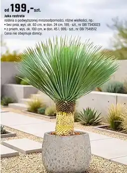 OBI Palma Juka rostrata oferta