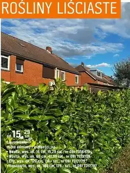 OBI Laurowiśnia różne odmiany i wielkości oferta