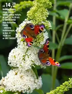 OBI Budleja Dawida różne kolory oferta