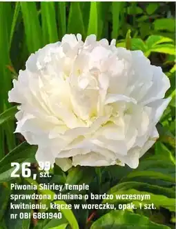 OBI Piwonia Shirley Temple oferta