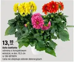 OBI Dalia Dahlietta odmiany o kompaktowym wzroście oferta