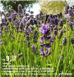 OBI Lawenda różne gatunki i wielkości wielkokwiatowa w don. 12 cm oferta