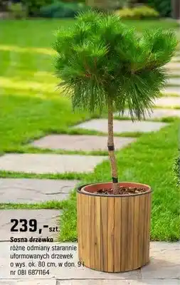 OBI Sosna drzewko różne odmiany starannie uformowanych drzewek oferta