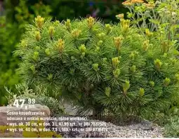OBI Sosna kosodrzewina odmiana o niskim wzroście, różne wielkości oferta
