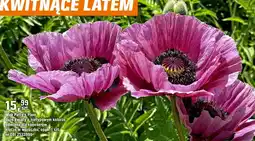 OBI Mak Patty's Plum oferta