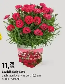 OBI Goździk Early Love pachnące kwiaty oferta