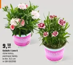 OBI Goździk I Love U różne kolory, pachnące kwiaty oferta