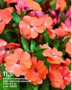 OBI Niecierpek nowogwinejski wybór odmian kolorystycznych oferta