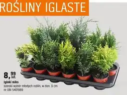 OBI Iglaki miks szeroki wybór młodych roślin oferta