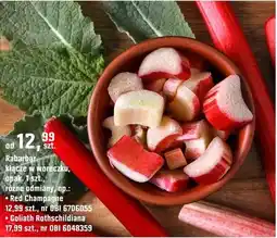 OBI Rabarbar kłącze w woreczku, różne odmiany oferta