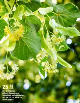 OBI Lipa drobnolistna gatunek długowieczny, miododajne, pachnące kwiaty oferta