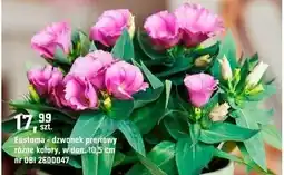 OBI Eustoma - dzwonek preriowy różne kolory oferta