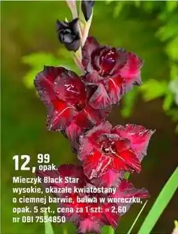 OBI Mieczyk Black Star oferta