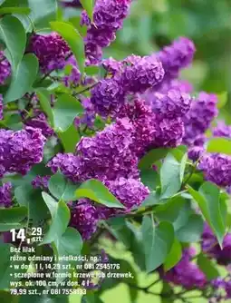 OBI Bez lilak różne odmiany i wielkości oferta