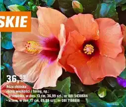 OBI Roślina Róża chińska oferta