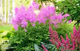 OBI Tawułka chińska różne kolory oferta