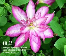 OBI Powojnik o pełnych kwiatach oferta