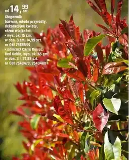 OBI Glogownik barwne, młode przyrosty, dekoracyjne kwiaty, różne wielkości oferta