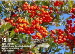 OBI Ognik szkarłatny odmiana Orange Glow lub Red Column oferta