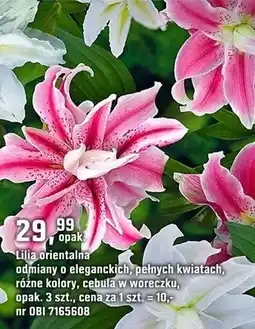OBI Lilia orientalna odmiany o eleganc­kich, pełnych kwiatach oferta